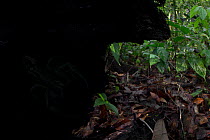 Sequence 1 of 2 - Giant Black Forest Scorpion (Heterometrus sp.) barely visible, hiding in hollow log. Danum Valley, Sabah, Borneo.