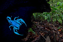 Sequence 2 of 2 - Giant Black Forest Scorpion (Heterometrus sp.), fluorescing under ultraviolet light. Danum Valley, Sabah, Borneo.