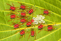 &#39;Safety in Numbers&#39; - Giant Shield bug nymphs (Pycanum sp.), recently hatched from eggs, with a final individual still to emerge. By staying in a tight group, the nymphs increase the effective...