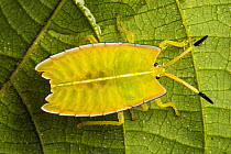 Giant shield bug nymphs (Pycanum sp.), Danum Valley, Sabah, Borneo.