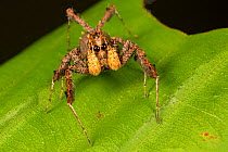Jumping spider (Portia sp.), specialising in hunting other spiders in their webs. In an example of aggressive mimicry, Portia sends vibrations through the victim&#39;s web to mimic trapped prey or a c...