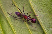 Ant-mimic jumping spider (Myrmarachne sp.), Danum Valley, Sabah, Borneo.