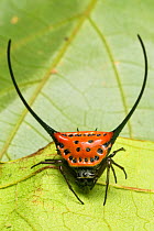 Longhorn orb web spider (Macracantha arcuata), Danum Valley, Sabah, Borneo.