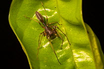 Ant-Like Sac spider (Corinnidae), Danum Valley, Sabah, Borneo.