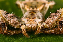 Bird dropping crab spider (Phrynarachne sp.). This species mimics a bird dropping, affording it protection from potential predators. It also serves to attract insect prey such as flies, with the spide...