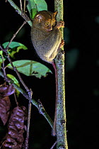 Western / Horsfield&#39;s tarsier (Tarsius bancanus) hunting invertebrate prey in rainforest understory vegetation at night. Danum Valley, Sabah, Borneo.