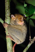 Western / Horsfield&#39;s tarsier (Tarsius bancanus) hunting invertebrate prey in rainforest understory vegetation at night. Danum Valley, Sabah, Borneo.
