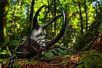 Atlas beetle / Three-horned rhinoceros beetle male (Chalcosoma sp.) with enormous horns, used to fight rival males. Danum Valley, Sabah, Borneo.