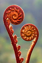 Fern fronds (species unknown) in mid-altitude montane forest in the heart of Maliau Basin, Sabah&#39;s &#39;Lost World&#39;, Borneo.