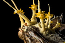 Cordyceps fruiting bodies erupting from a dead moth that the fungus has killed. Danum Valley, Sabah, Borneo.