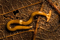 Hammerhead flatworm (Geoplanidae), Danum Valley, Sabah, Borneo.