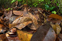 Bornean horned frog (Megophrys nasuta), camouflaged amongst dead leaves on forest floor. Danum Valley, Sabah, Borneo.