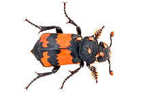 Sexton / Burying Beetle (Nicrophorus investigator) photographed on a white background in mobile field studio. This species feeds on carrion. A small vertebrate corpse such as a vole will be buried as...