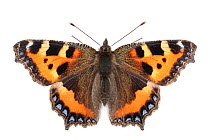 Small tortoiseshell butterfly (Aglais urticae) photographed on a white background in mobile field studio. Peak District National Park, Derbyshire, UK. September. Focus stacked image.