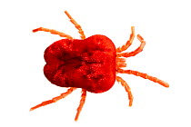 Red Velvet Mite (Trombidium holosericeum) photographed on a white background in mobile field studio. Peak District National Park, Derbyshire, UK. April. Focus stacked image.