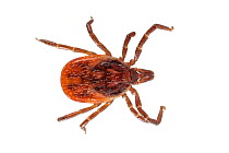 Sheep Tick (Ixodes ricinus) photographed on a white background in mobile field studio. Devon, UK. May.