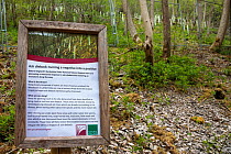 Ash dieback management sign, involving thinning out young stressed / diseased ash trees and replacing with other native species such as small-leaved lime and wych-elm. Lathkill Dale National Nature Re...