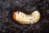Scarce Fungus Weevil (Platyrhinus resinosus) larva feeding on King Alfred&#39;s Cakes Fungus (Daldinia concentrica). Lathkill Dale National Nature Reserve, Peak District National Park, Derbyshire, UK....