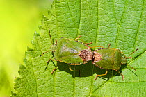 Green Shieldbug (Palomena prasina) mating pair on Wych Elm (Ulmus glabra). Lathkill Dale NNR, Peak District National Park, Derbyshire, UK. May.