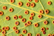 Galls of the Silk Button gall wasp (Neuroterus numismalis) on the underside of an oak leaf. A single wasp will emerge from each gall. Neuroterus numismalis has two generations per year, the first sexu...