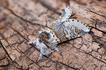 Sallow kitten moth (Furcula furcula), Peak District National Park, Derbyshire, UK. August. Focus stacke image.