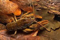 White-clawed Crayfish (Austropotamobius pallipes), Peak District National Park, Derbyshire, UK. October. Photographed under licence. Endangered on the global IUCN Red List of Threatened Species.