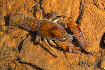 White-clawed Crayfish (Austropotamobius pallipes), Peak District National Park, Derbyshire, UK. October. Photographed under licence. Endangered on the global IUCN Red List of Threatened Species.