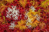 Commuity of mosses predominately red Sphagnum Moss (Sphagnum sp.), with Reindeer Lichen (Cladonia sp.) growing alongside, in blanket bog. Glen Affric, Scotland, UK. October. Focus stacked image.