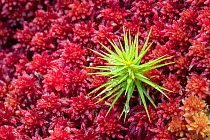 Polytricum Moss (Polytrichum sp.) growing through a bed of red Sphagnum Moss (Sphagnum sp.) in blanket bog. Glen Affric, Scotland, UK. October. Focus stacked image.