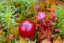 Cranberry (Vaccinium oxycoccos) flower and fruit growing in blanket bog. Glen Affric, Scotland. October.