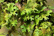Tree Lungwort (Lobaria pulmonaria) lichen growing on a tree branch. Highlands, Scotland, UK. October.