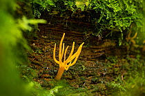 Stags Horn fungus (Calocera viscosa) Highlands, Scotland, UK. Ocotber.