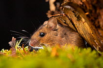 Wood Mouse (Apodemus sylvaticus). Controlled conditions, Aigas Field Centre, near Inverness, Scotland.