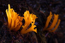 Stags horn fungus (Calocera viscosa) Highlands, Scotland, UK. October.