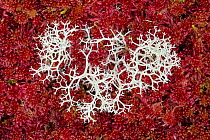 Reindeer lichen (Cladonia sp.) growing through Sphagnum moss (Sphagnum sp.) in blanket bog. Glen Affric, Scotland, UK. October. Focus stacked image.