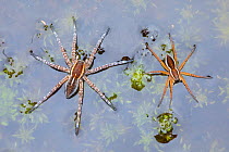 Raft Spiders (Dolomedes fimbriatus) on surface of moorland pool. Highlands, Scotland, October.