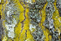 Mustard powder lichen / Gold dust lichen (Chrysothrix candelaris) growing on trunk of Downy birch (Betula pubescens) showing autumn colours. Glen Strathfarrar, Scottish Highlands. Scotland. October.