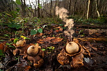 Collared earthstar (Geastrum triplex) fungus growing on forest floor. Spores are ejected when the fungus is disturbed, such as by falling raindrops. Peak District National park, Derbyshire. UK. Novemb...
