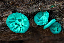 Green elfcup fungus (Chlorociboria aeruginascens) fruiting bodies on decaying wood. Peak District National Park, Derbyshire, UK. November. Focus stacked image.