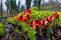 Scarlet Elf Cup fungus (Sarcoscypha coccinea) growing on moss-covered fallen tree. Lathkill Dale SSSI, Peak District National Park, Derbyshire, UK. January.
