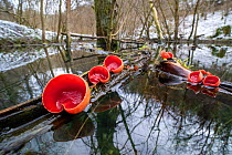 Scarlet elf cup fungus (Sarcoscypha coccinea) growing on dead branches floating in an area of flooded woodland. Peak District National Park, Derbyshire, UK. February.