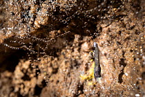 Cave fungus gnat (Speolepta leptogaster) pupa. This colony was found in a long-abandoned lead mine. Peak District National Park, Derbyshire, UK. March.
