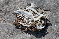 Owl pellet showing various rodent bones. Peak District National Park, Derbyshire, UK. June.