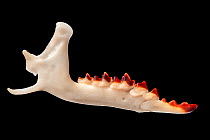 Mandible of Common Shrew (Sorex araneus) retrived from soil under a Barn Owl (Tyto alba) roost. The red tooth enamel contains iron, which adds strength. The iron is concentrated in regions of the toot...