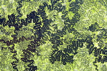 Feeding trails from Common snails (Helix aspersa) grazing algae growing on black paint. The rows of chitinous, recurved teeth (the cuticula, part of the radula) leave a distinctive zigzag pattern. Der...