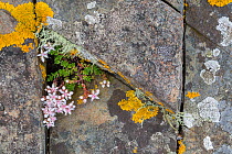 English stonecrop (Sedum anglicum) flowering in rock fissure. Isle of Mull, Scotland, UK.