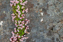 English stonecrop (Sedum anglicum) flowering in rock fissure. Isle of Mull, Scotland, UK.