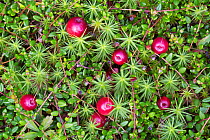 Bog cranberry (Vaccinium oxycoccos) Peak District National Park, Derbyshire, UK. September.