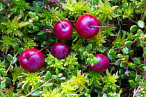 Bog cranberry (Vaccinium oxycoccos) Peak District National Park, Derbyshire, UK. September.