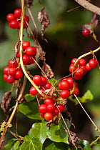 Black byony (Tamus communis) berries. Derbyshire, UK. October.